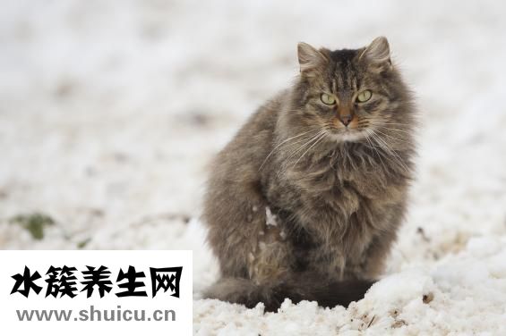 孕妇白细胞高