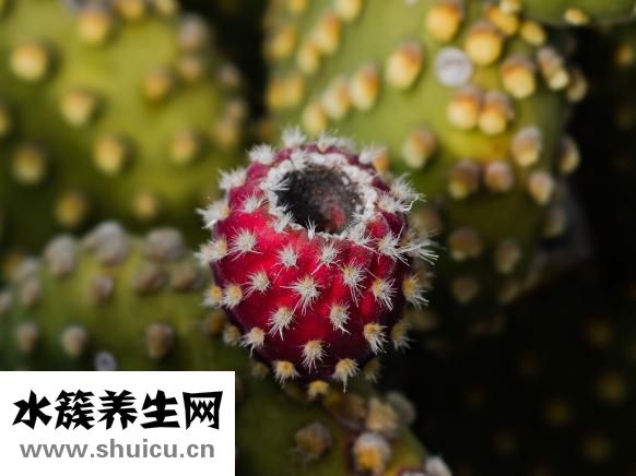 咸黄瓜的腌制方法