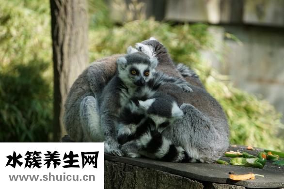 什么食物补锌