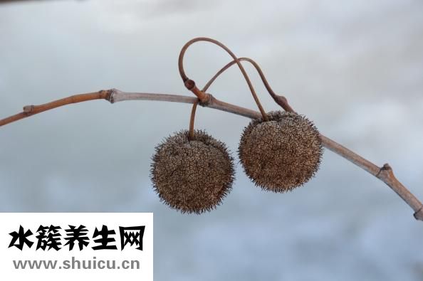 亚麻籽油胶囊
