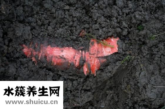 排骨苦瓜汤