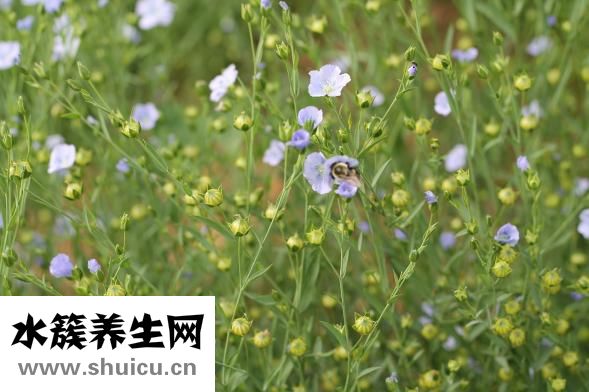 亚麻籽油胶囊