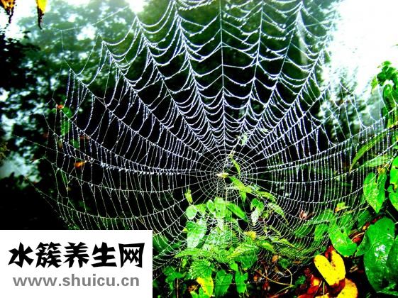 微生物有哪些