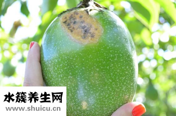 孕妇能吃百香果吗？一起来看看！