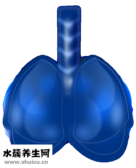 文蛤的功效与作用