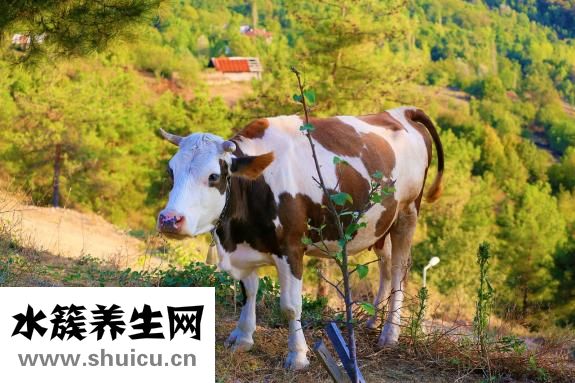 一岁半宝宝奶量