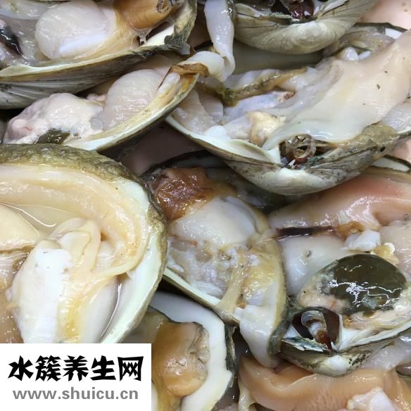 文蛤的功效与作用大多数是补血润肺咳嗽平喘