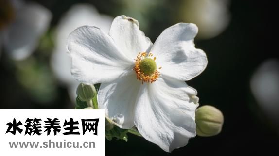 发糕的做法家常做法