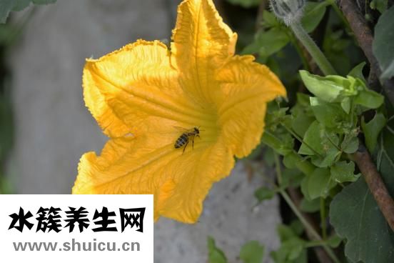 孕妇能吃百香果吗