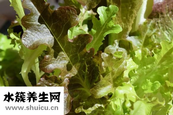 孕妇能吃八爪鱼吗