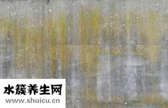 排骨苦瓜汤