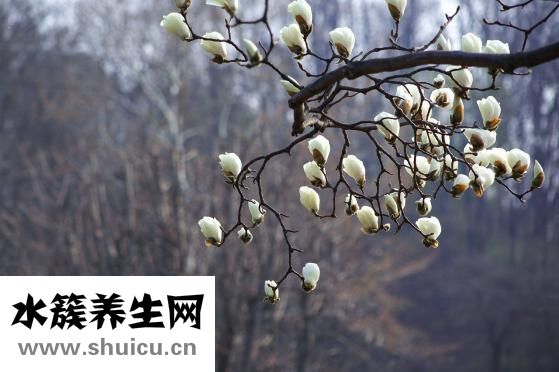 怎么选菠萝