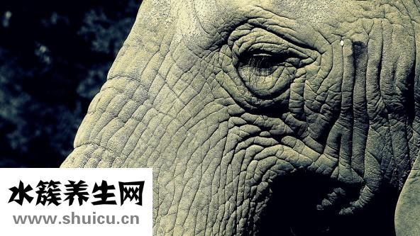 怎么瘦大象腿