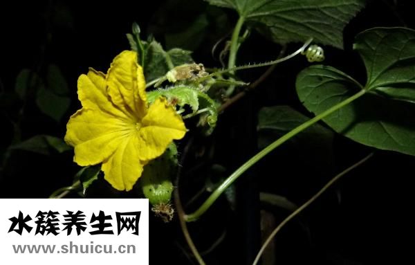 怎样炒土豆丝