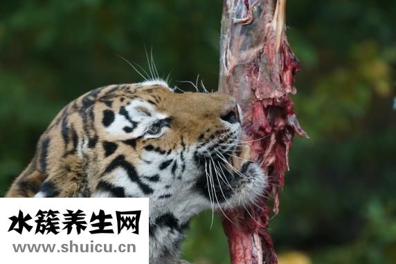 明虾怎么做好吃