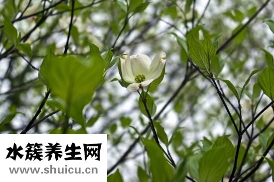 山茱萸别名