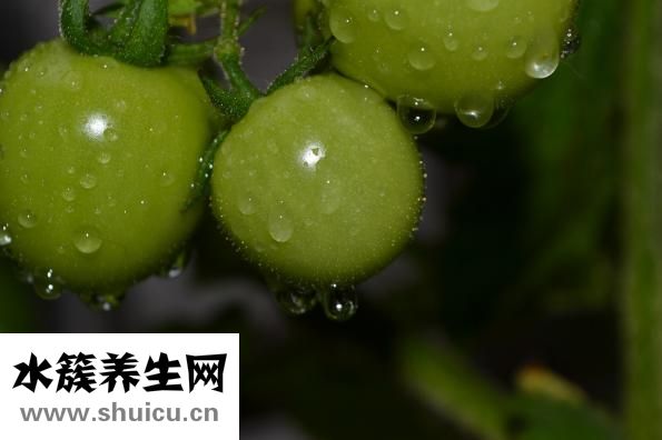 孕妇能吃花甲