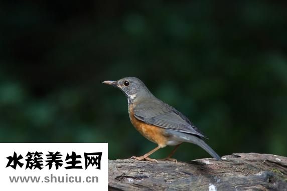 扫一扫脸型配眉形