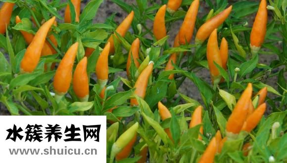 怎样在家发豆芽