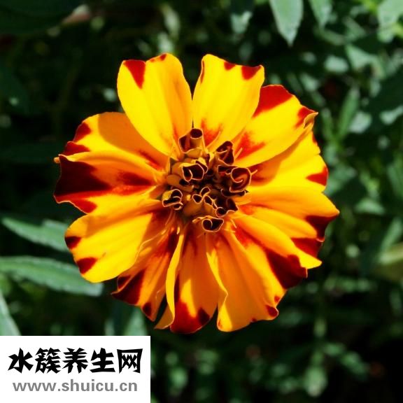 高雄性激素尿症会造成女性闭经和皮肤干燥