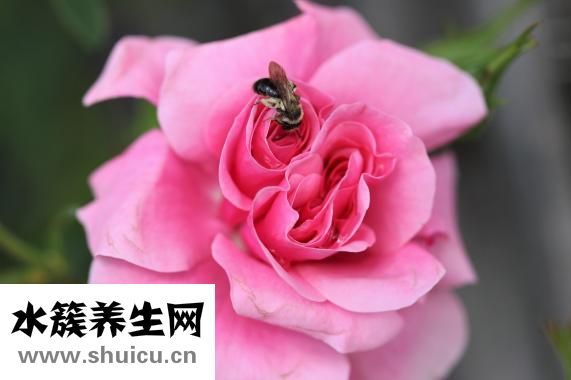 什么茶最好