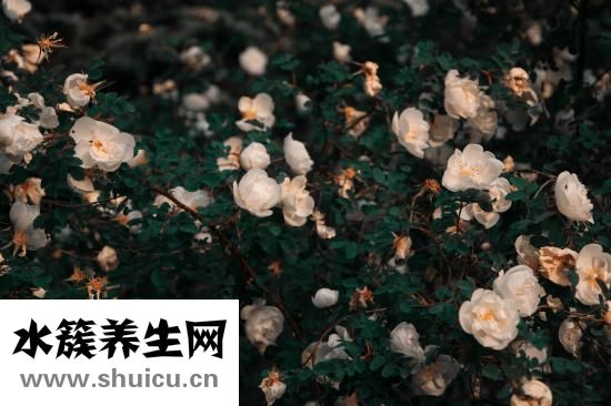 小青柑属于什么茶