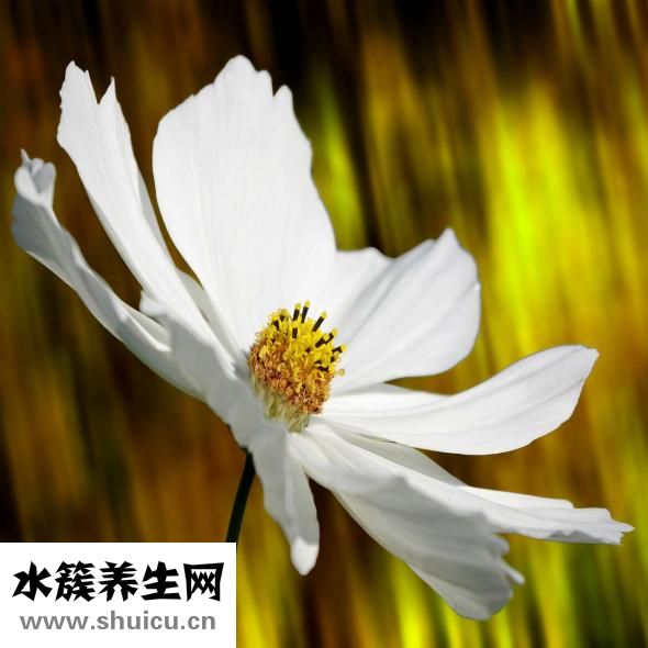 孕妇可以吃奇亚籽吗