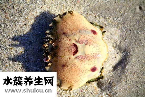 什么花有毒