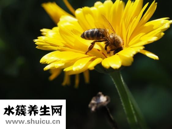 什么茶最好