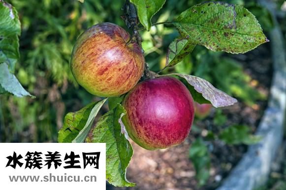 四季豆的营养价值