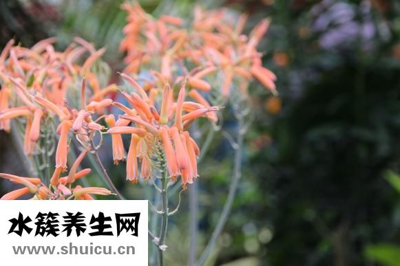 昭贵芦荟鲜汁