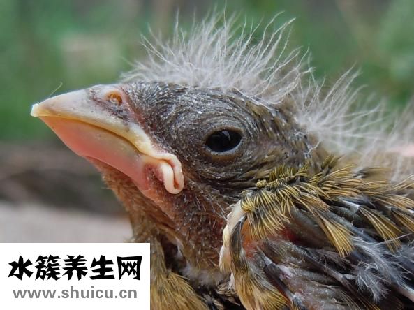 土元的别名