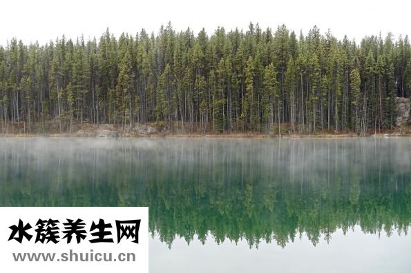 双歧杆菌属肠道菌群有助治疗肠胃炎