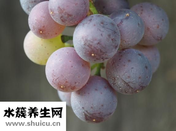 孕妇能吃河蚌肉吗