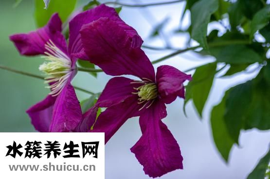 威灵仙的作用与功效