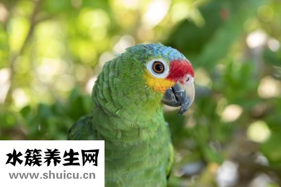头虱子图片