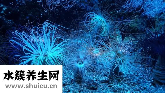 宣肺和清肺的区别