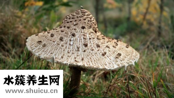 山楂孕妇能吃吗