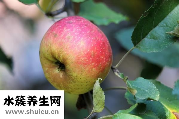 孕妇能吃芥菜吗