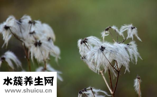 威灵仙的作用与功效