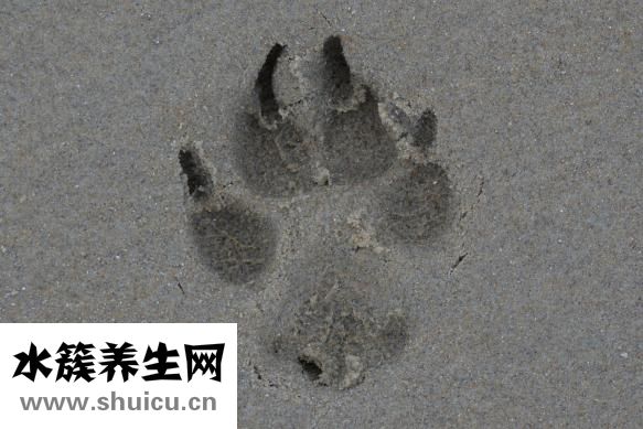 小腿肌肉怎么练