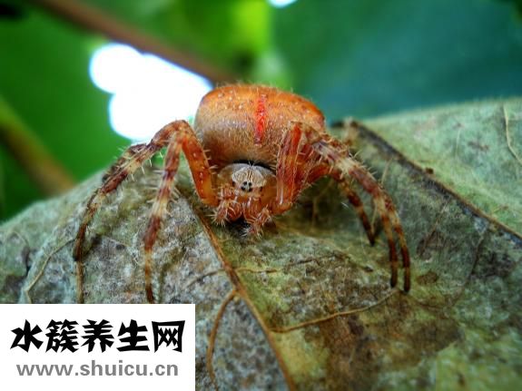 四环素类药物