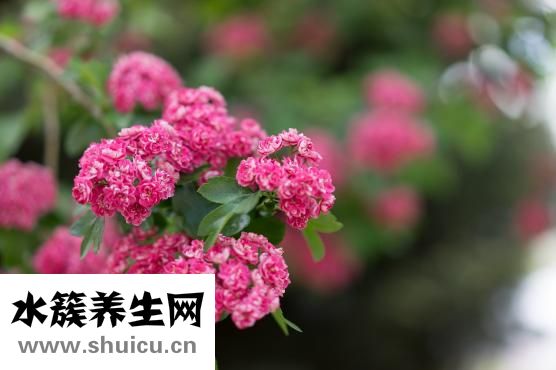 无痛保宫人流