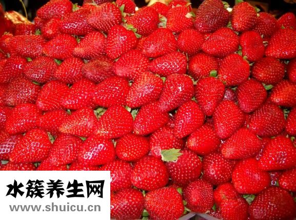 斑鸠是鸽子吗