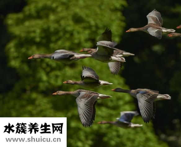 孕早期能吃西瓜吗