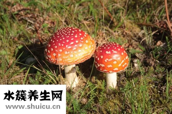 剩饺子怎么做好吃
