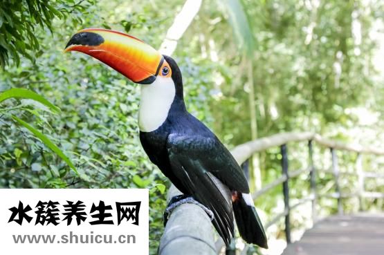 小米山药红枣粥