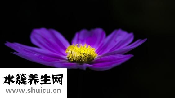 威灵仙的作用与功效