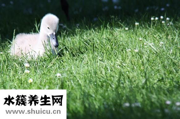 婴儿笑是因为什么