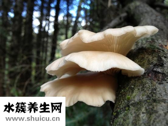 喜炎平的作用与功效